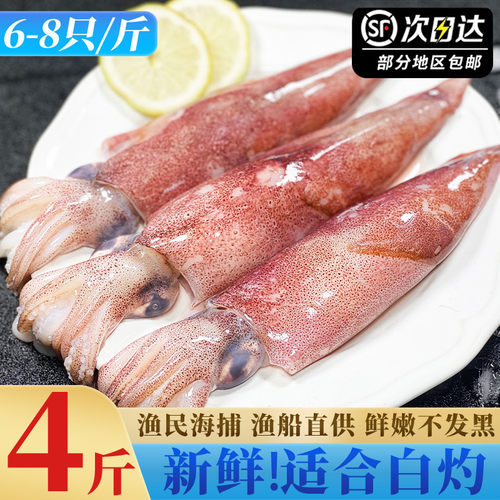 新鲜海捕鱿鱼鲜嫩不发黑可以白灼