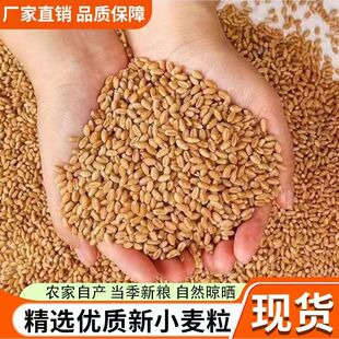 河南小麦粒优质食用农家干麦子粒发芽麦芽糖猫草酿酒种籽鱼鸡药引