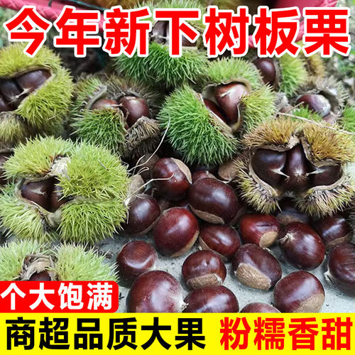 新鲜生栗子5斤当季农家现摘油栗去刺壳粉糯板栗蔬菜包邮丹东板栗