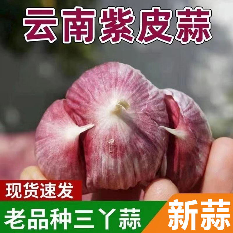 2025现挖晒干蒜紫皮三瓣蒜三丫蒜农家红皮蒜整箱批发大蒜头元宝蒜