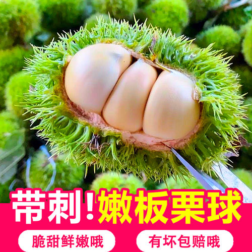 2026新鲜板栗球带刺壳栗包生鲜板栗带外壳白壳嫩板栗毛栗子刺球