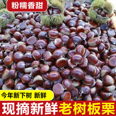 云南高山老品种老树板栗2025年新鲜现摘现发板栗软糯香甜包邮到家