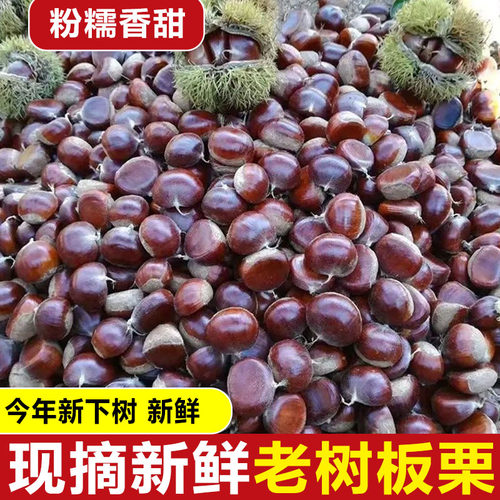 云南高山老品种老树板栗2025年新鲜现摘现发板栗软糯香甜包邮到家