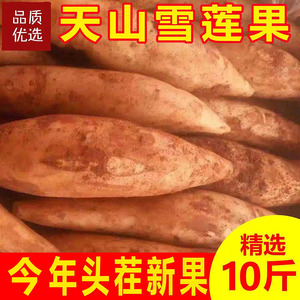 2026年新果精品特级云南天山黄心雪莲果新鲜水果脆甜多汁9斤包邮