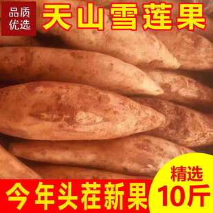 2025年新果精品特级云南天山黄心雪莲果新鲜水果脆甜多汁9斤包邮