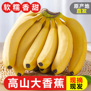正宗高山大香蕉banana新鲜现砍威廉斯香蕉甜糯当季 时令水果蕉