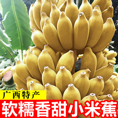 现摘广西小米蕉当季新鲜水果芭蕉苹果蕉自然熟香蕉整箱5/10斤包邮