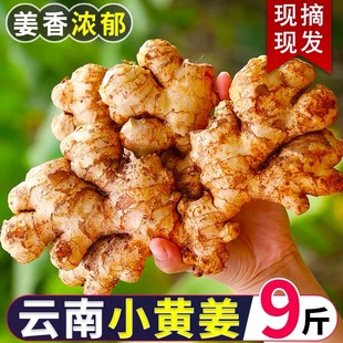 云南正宗小黄姜老姜生姜黄姜土姜现挖新鲜蔬菜姜汁水嫩姜产地批发