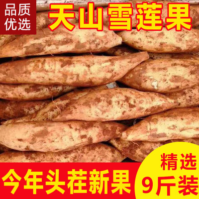 现货!云南天山雪莲果新鲜水果当季应季黄心特级9斤装孕妇大果红泥