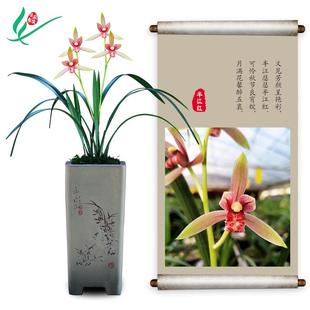 兰花半江红浓香花卉盆景盆栽土绿植兰带草植物花苞名贵苗 建兰四季
