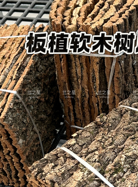 【兰之星】【板植软木树皮】蝴蝶兰香槟树真树皮绿植挂壁绑绳挂墙