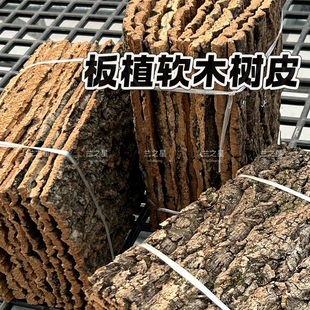 蝴蝶兰香槟树真树皮绿植挂壁绑绳挂墙 板植软木树皮 兰之星