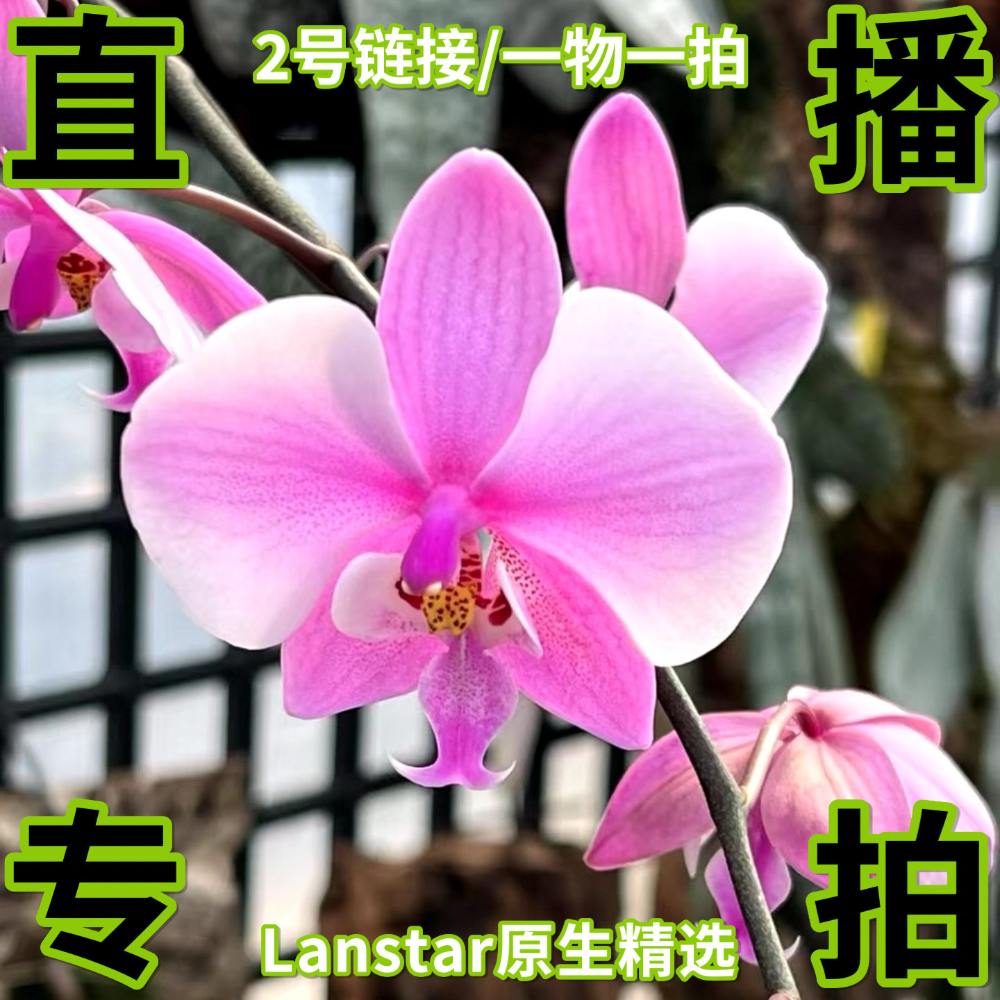 长期续花原生种蝴蝶兰原生种