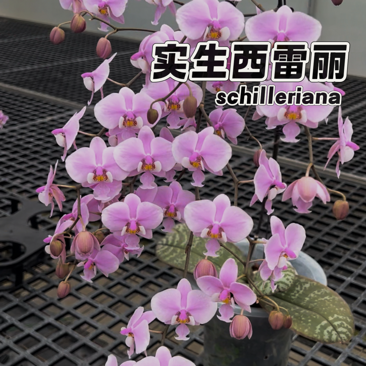 西雷利蝴蝶兰实生开花有香原生种