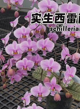 【兰之星】【实生西雷利】蝴蝶兰开花有香3.5杯成熟超淡香银叶西
