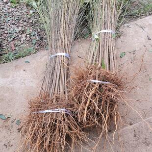 占地毛桃小苗四川桃树苗桃树实生苗毛桃苗桃子砧木苗现挖保湿桃苗