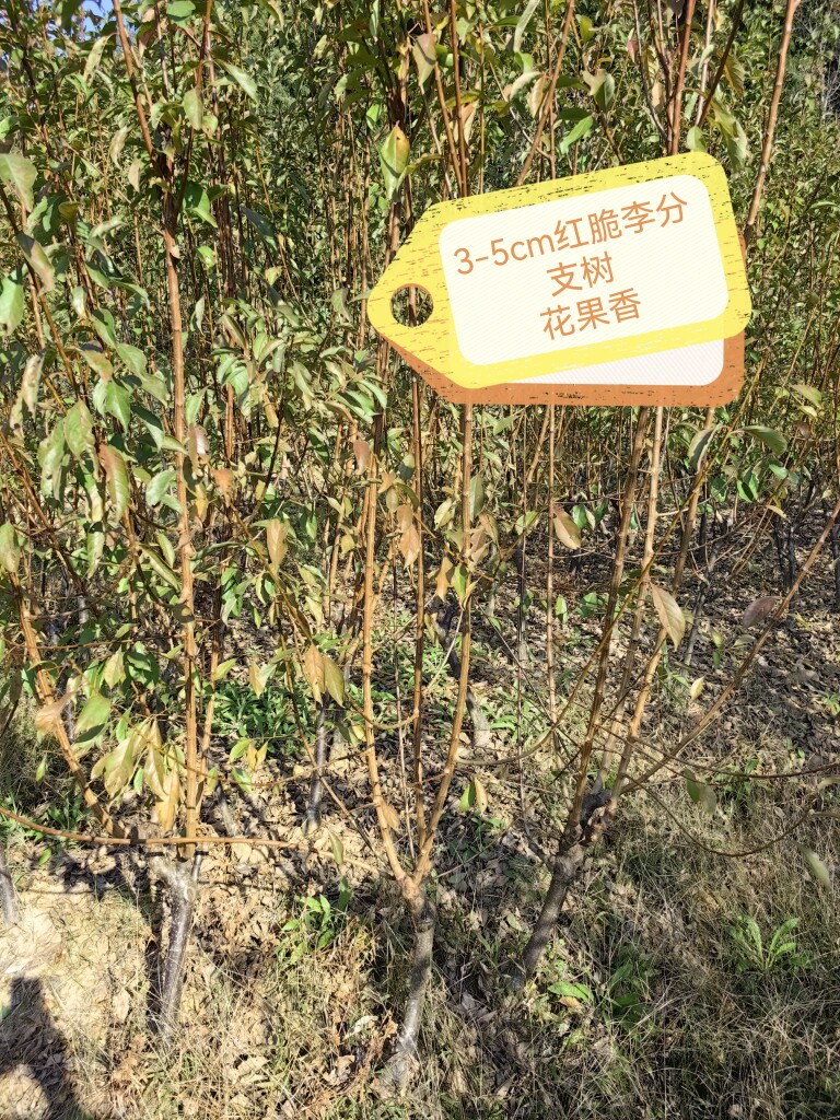 晚熟红脆李结果树苗四川脱骨李子嫁接苗脆甜脆红李分支树当年结果