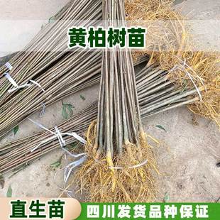 四川中药材黄柏树苗厚皮川黄柏苗粗皮黄柏种苗黄劈木元柏黄菠萝苗