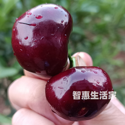 晚熟车厘子果树苗嫁接大樱桃树苗