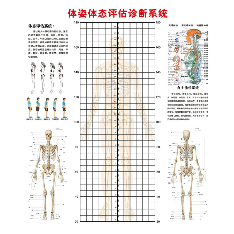 姿势矫形体态评估表医院诊所中医正骨推拿整脊理疗健身体测背景墙,家居饰品,软装墙贴,淘宝优惠券,粉丝福利购,淘宝优惠卷