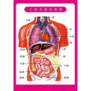 人体内脏解剖系统示意图医学宣传挂图人体器官消化系统结构图海报