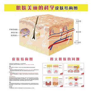 肌肤美丽的科学皮肤结构图海报展板皮肤解剖结构模式图墙贴墙纸