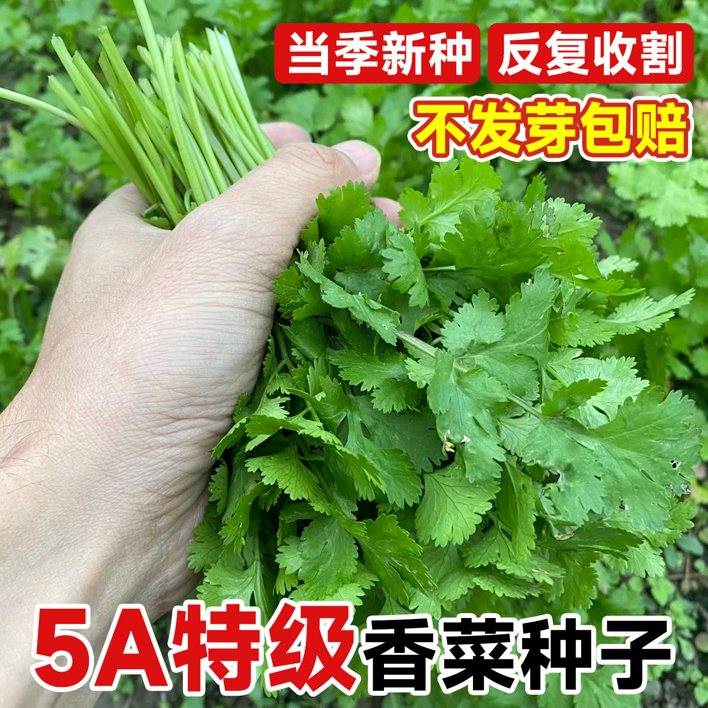 四季香菜种子苗大叶芫荽阳台种菜秋冬蔬菜盆栽种籽孑菜籽籽种大全