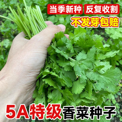 【5A特级】四季香菜高产爆芽好种