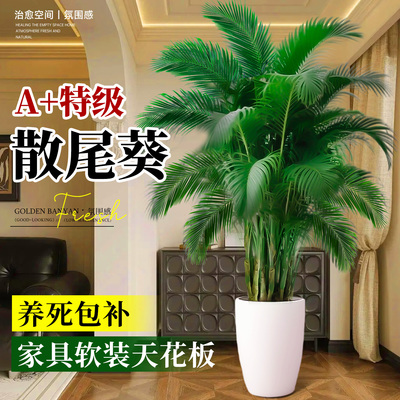 【5A+特级散尾葵】高级感绿植