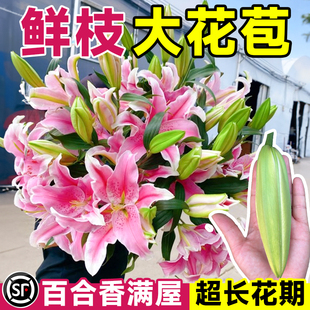 香水百合花鲜花云南基地直发家用鲜切插花束重瓣红多头顺丰次日达
