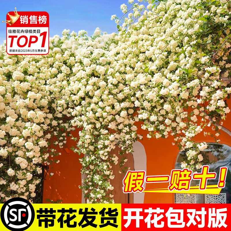 木香花爬藤植物大苗庭院花开四季