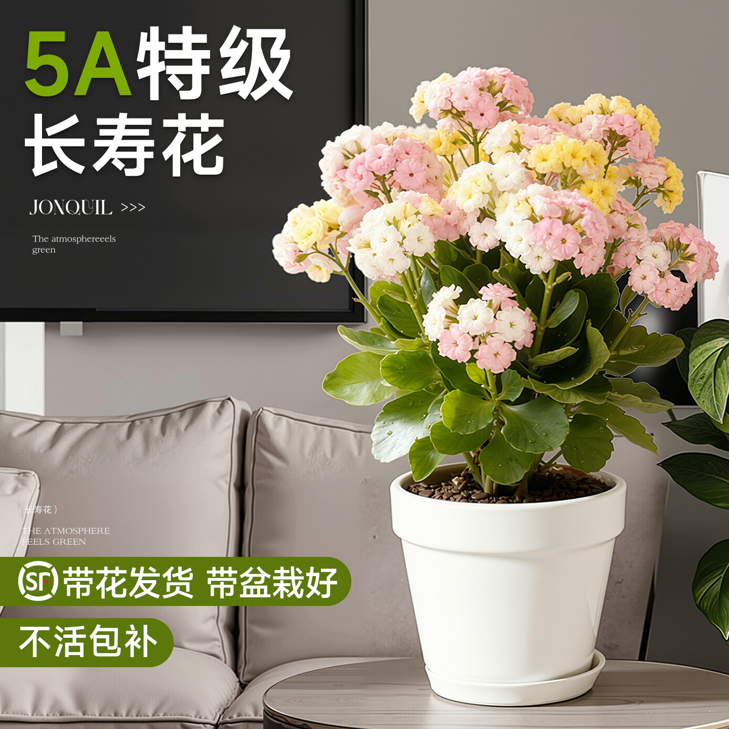 5A特级爆花长寿花带花发货真大花