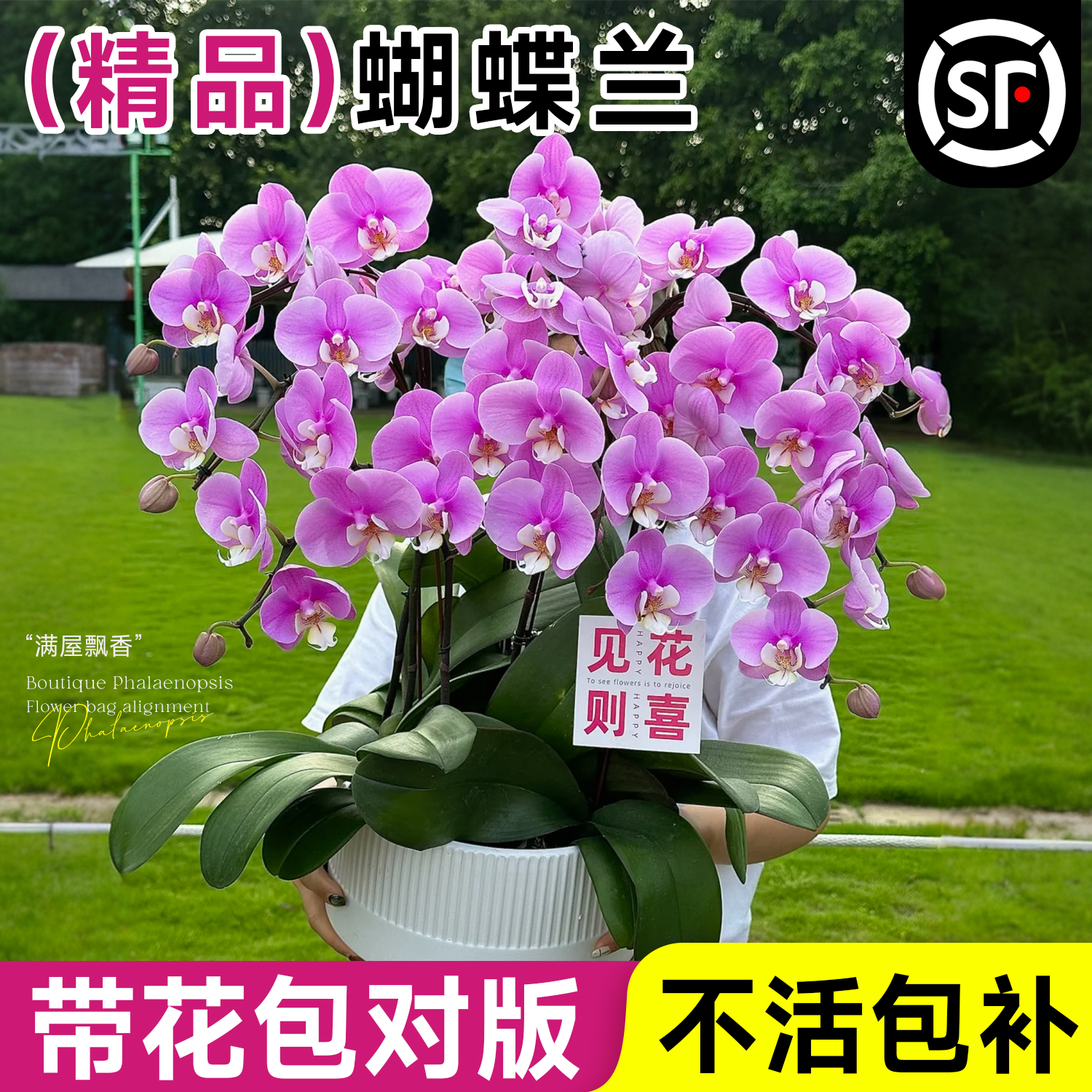 蝴蝶兰盆栽带花特大号花苗双剑带花苞兰花室内冬季耐寒花卉年宵花