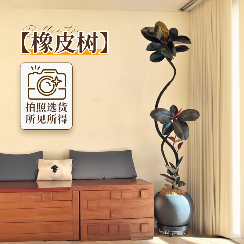 【拍照选货】特级橡皮树所见所得