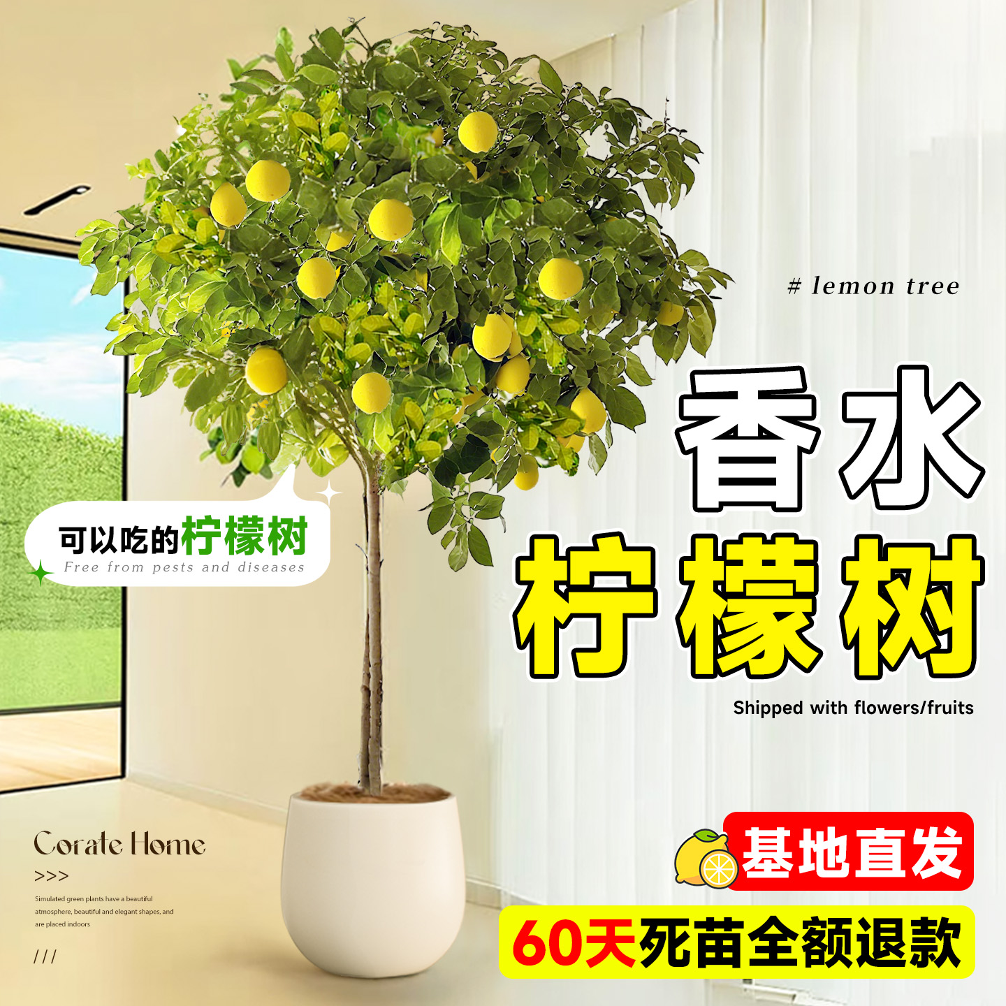 【顺丰包邮】带果发货超大柠檬树