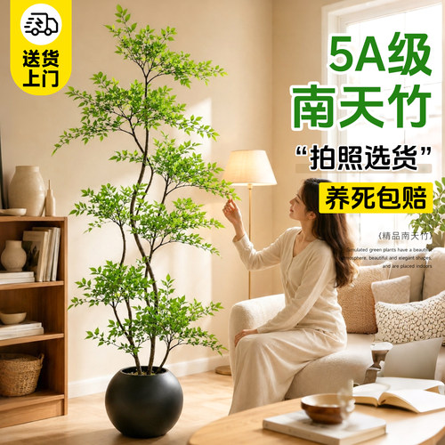 南天竹真树大型落地盆栽高端