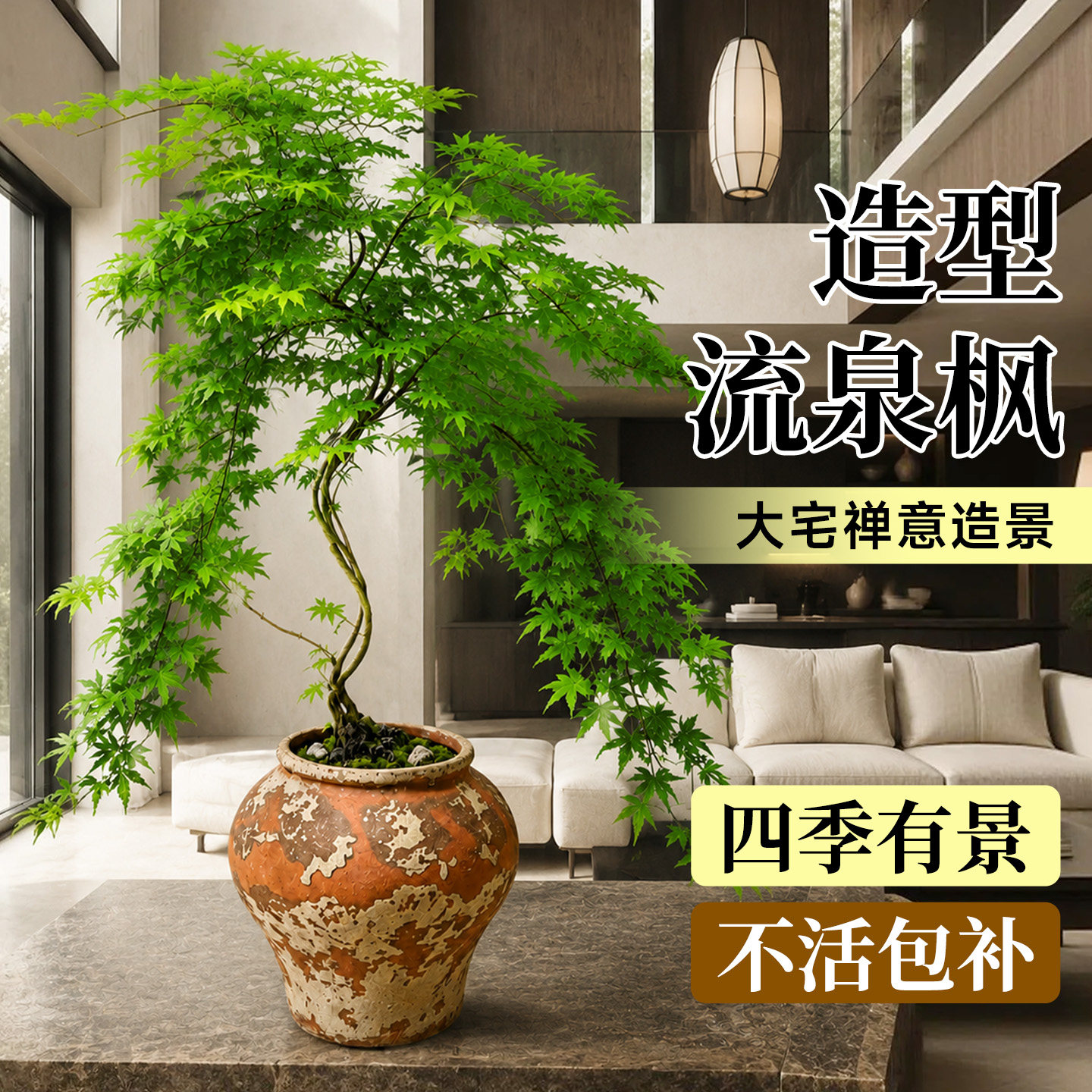 流泉枫盆景室内桌面禅意好养图片