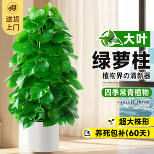 大叶绿萝柱大盆栽客厅大型绿植室内绿萝好养活净化空气植物好养活