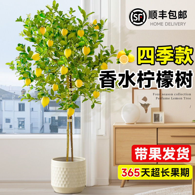 香水柠檬树盆栽带果客厅绿植