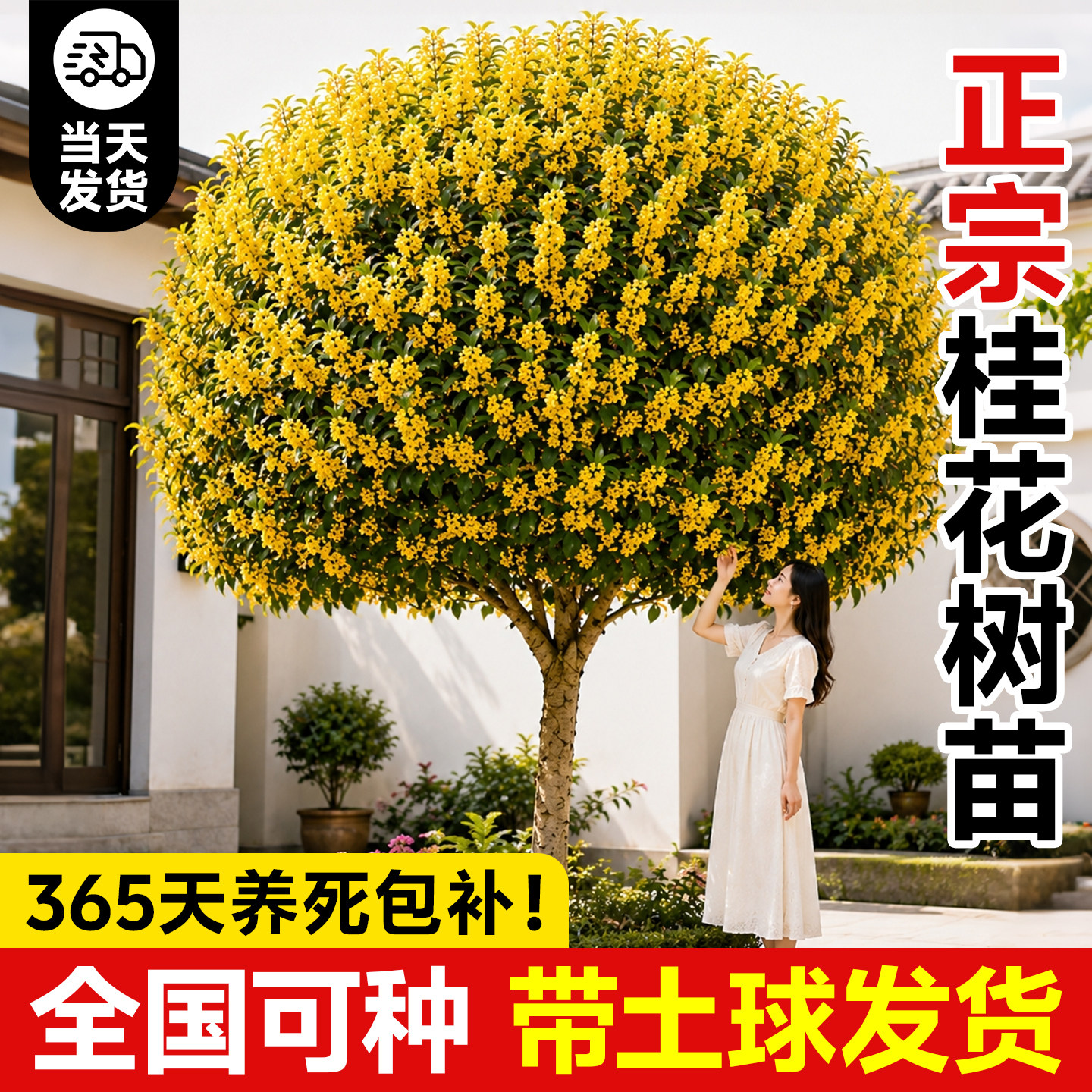 正宗桂花树苗带土球发货养死包赔图片