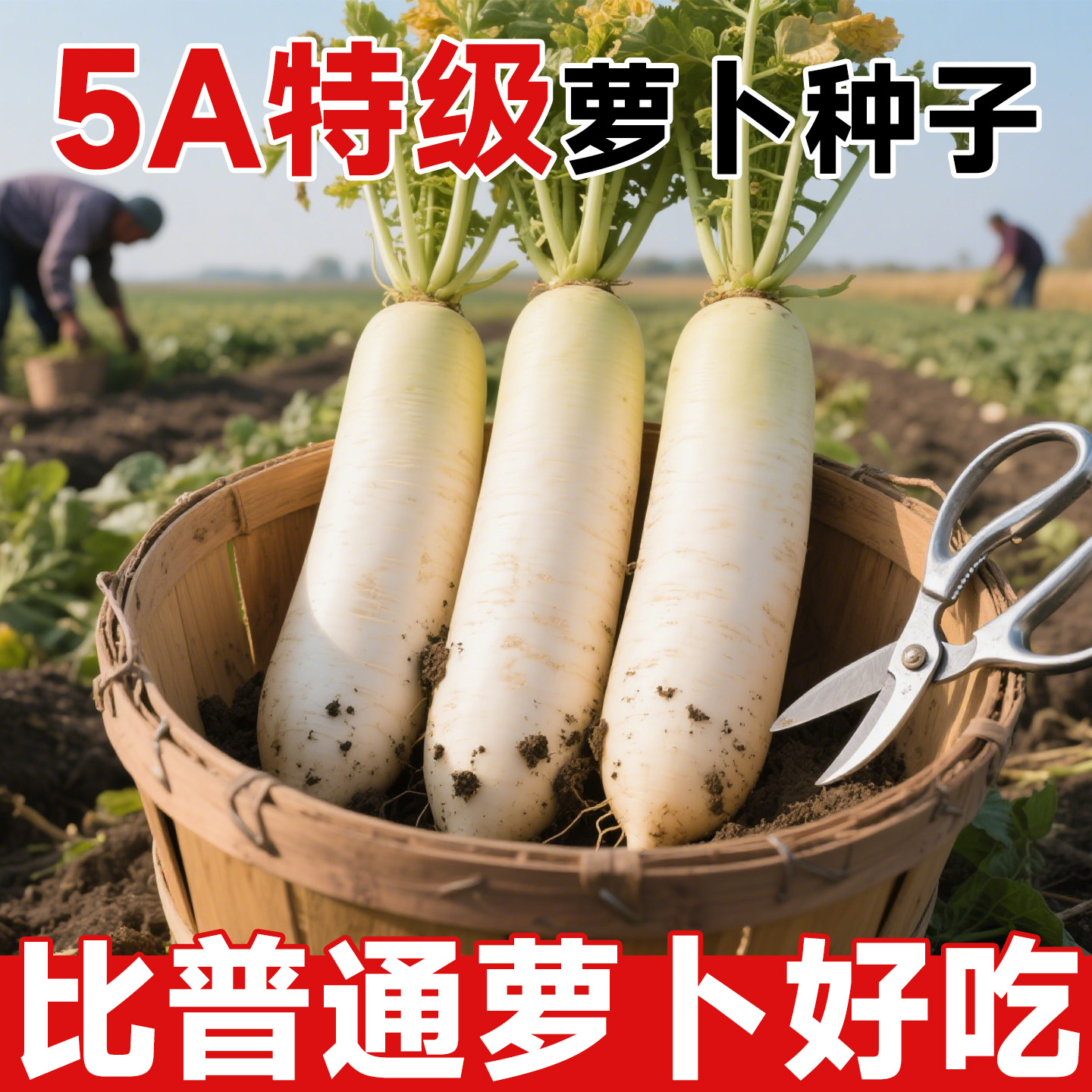 【5A特级】爆产萝卜种子不活包赔