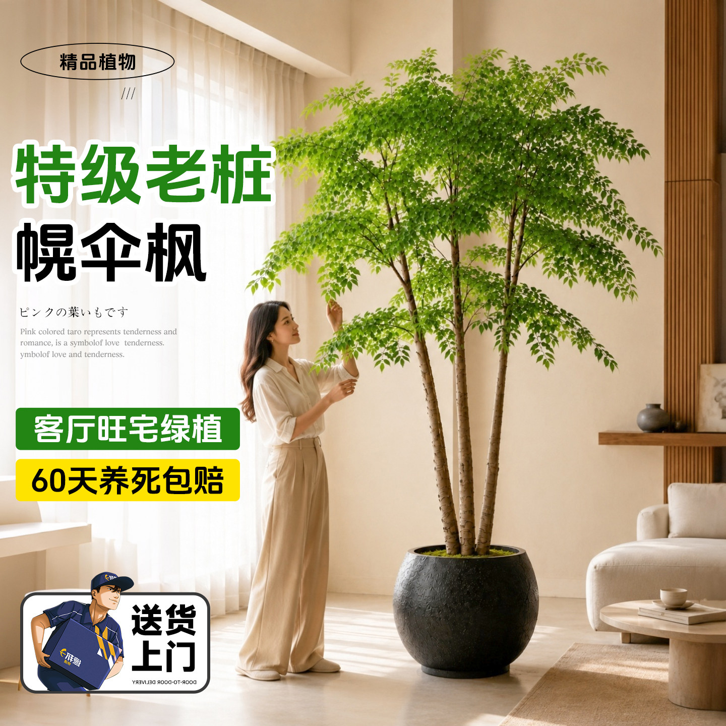 幌伞枫幸福树原生老桩大型盆栽室内客厅绿植办公室植物正宗大盆景