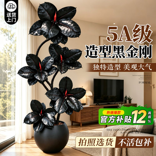 黑金刚橡皮树大盆栽四季好养