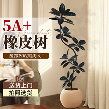 黑金刚橡皮树客厅大盆栽老桩大叶大型高端绿植高级感室内好养真树