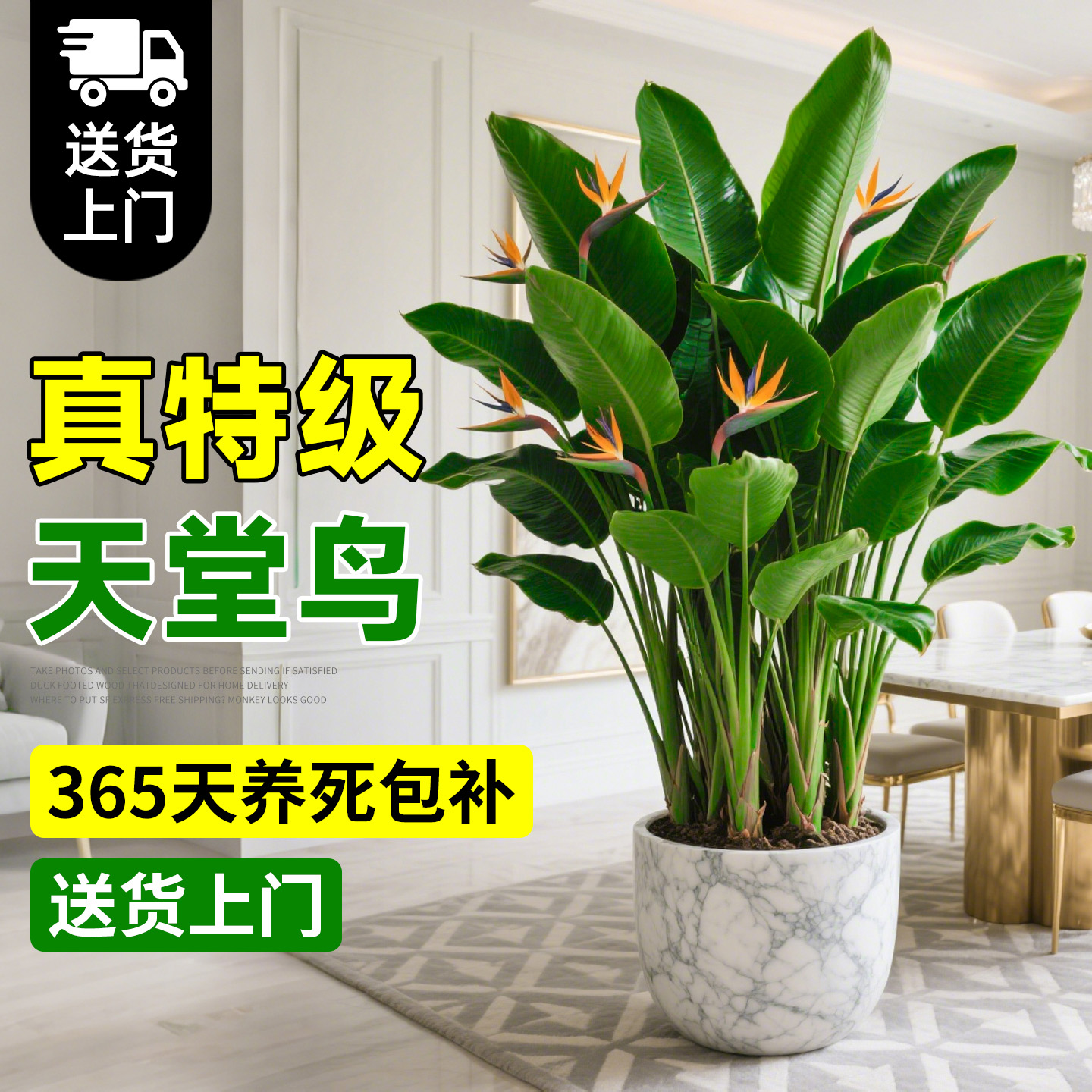 真特级天堂鸟养开花不活免费补发