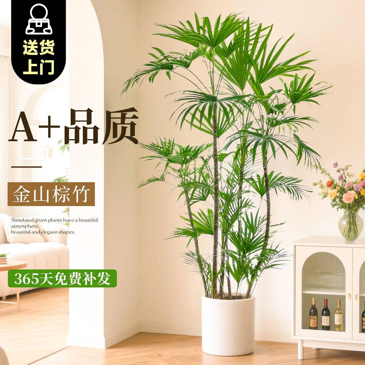 A+级金山棕竹禅意氛围不活补发