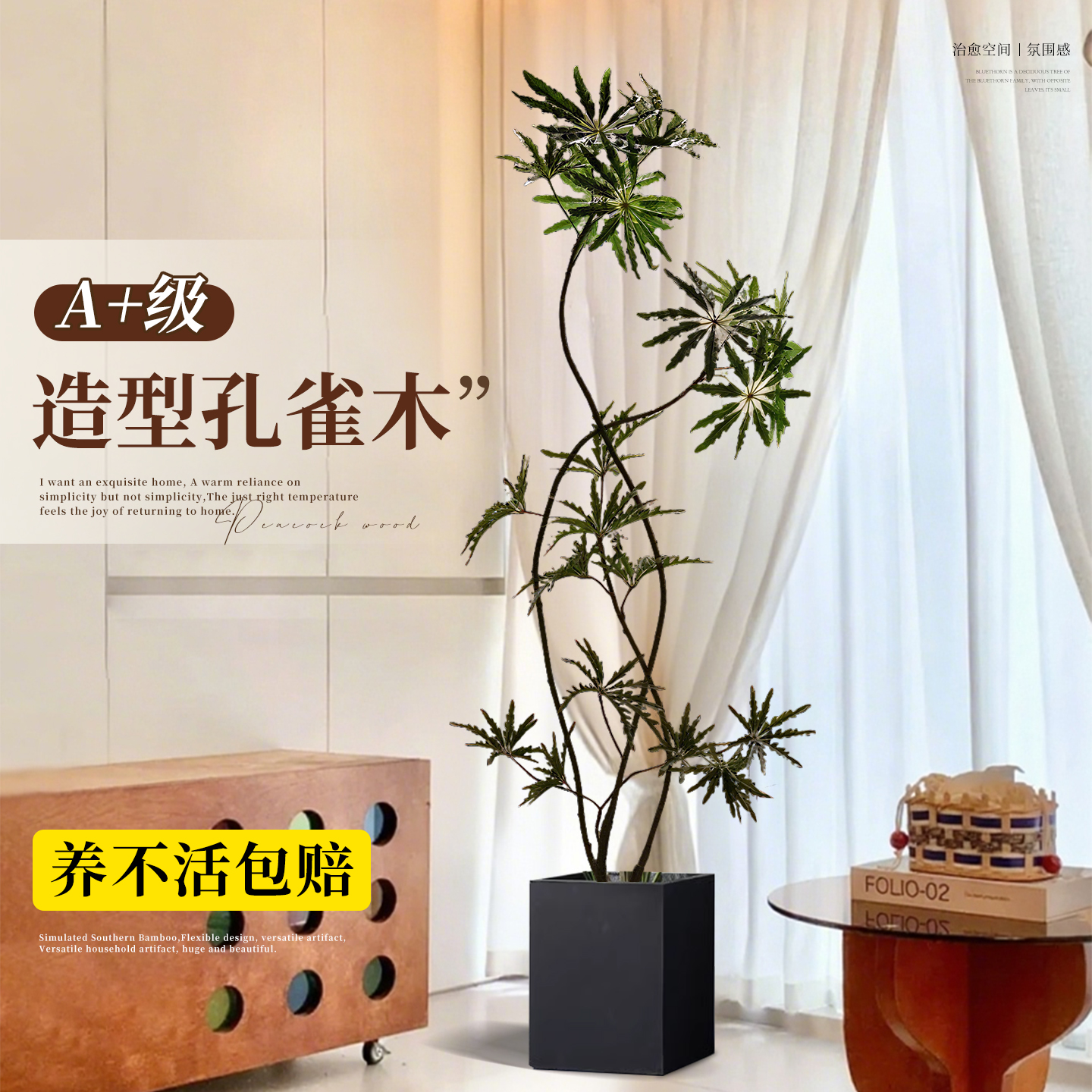 「孔雀木」室内轻奢高端绿植