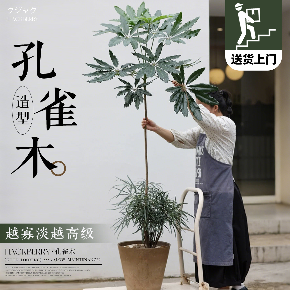 【四季不落叶】造型孔雀老桩木