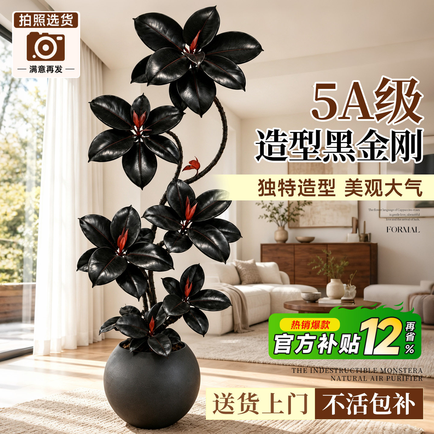 黑金刚橡皮树客厅高级感绿植大盆栽懒人植物室内落地高端四季好养