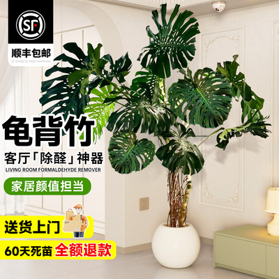 龟背竹客厅大盆栽大叶开背老桩提根禄植物绿植室内大型好养活四季